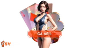 Gà Asil